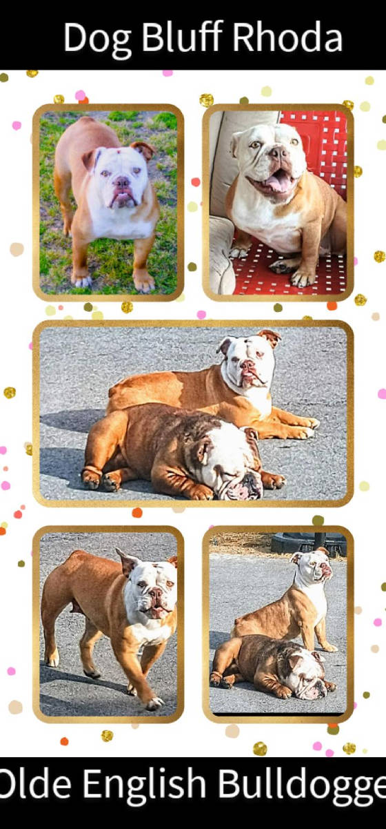 rhoda2025collage.jpg