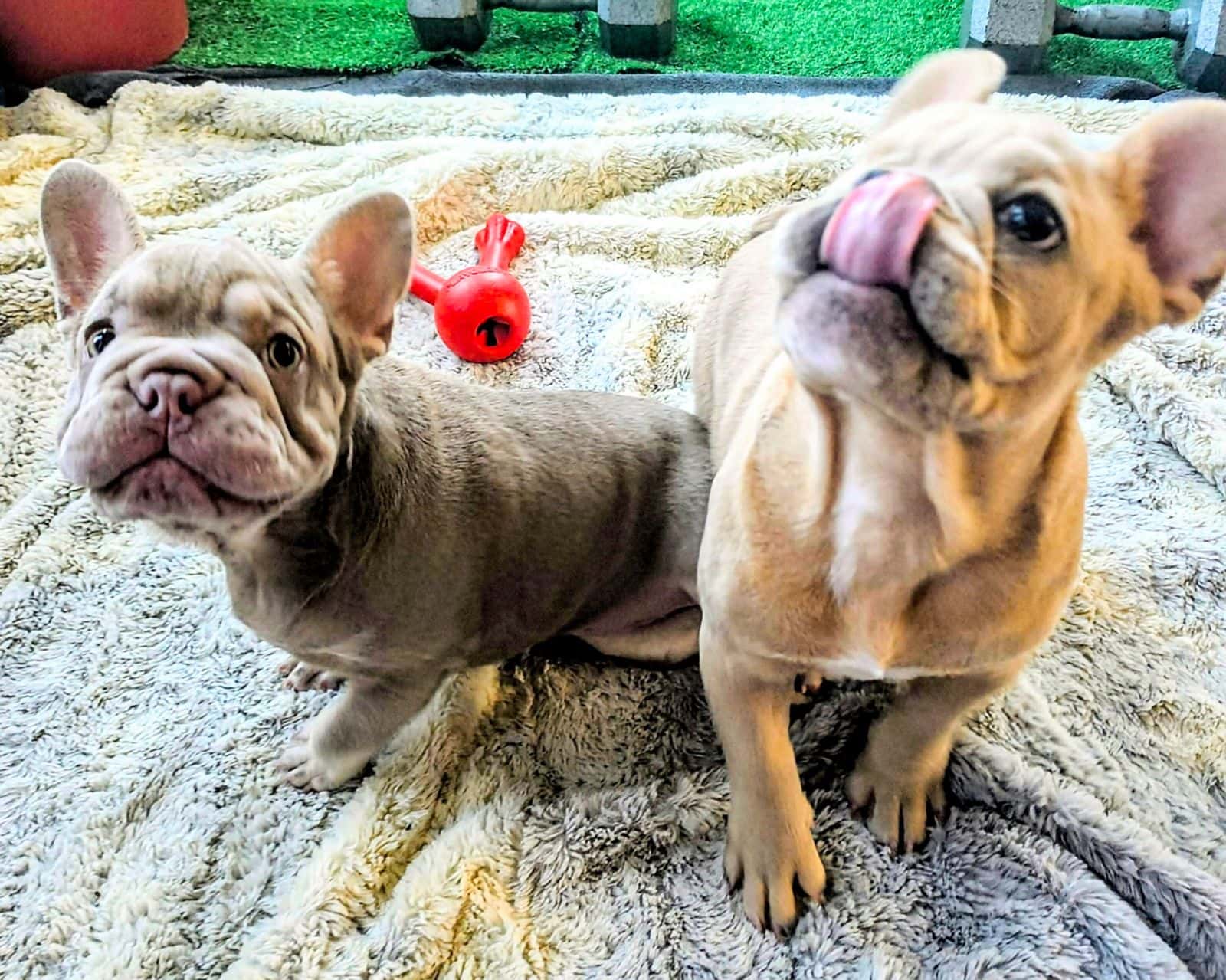 Peanut and Bunny