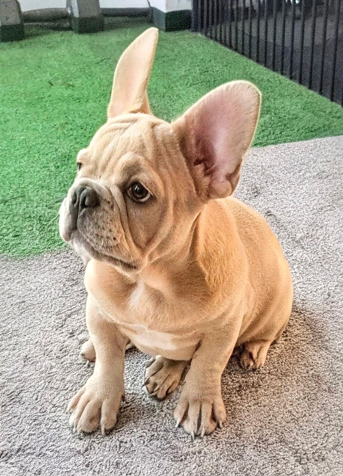 Peanut