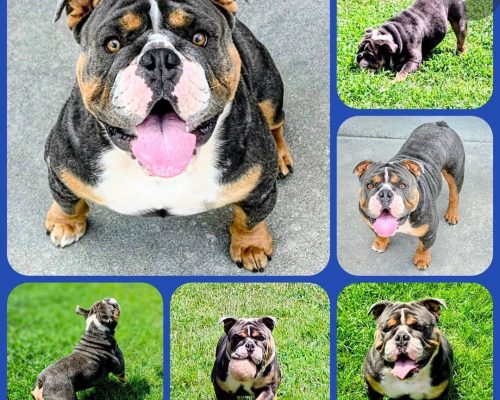 Deacon is a Rhoda x Romeo pup
