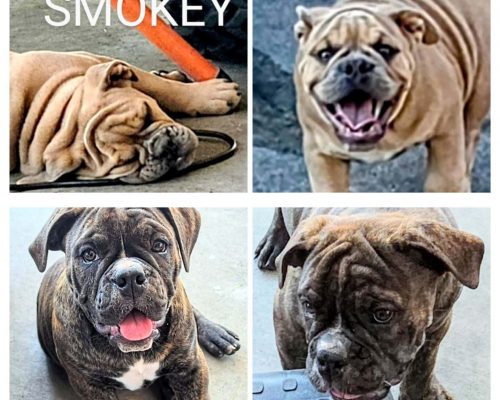 4-25-26SmokeyAva