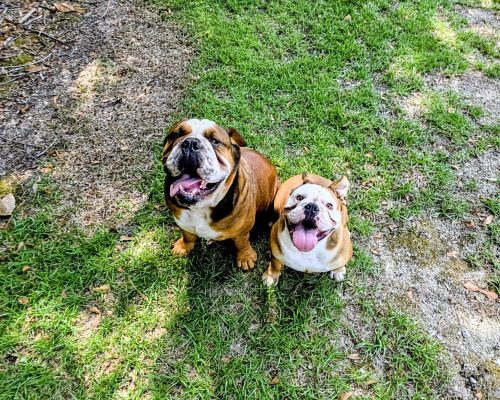Amos & Freedom are best of friends.