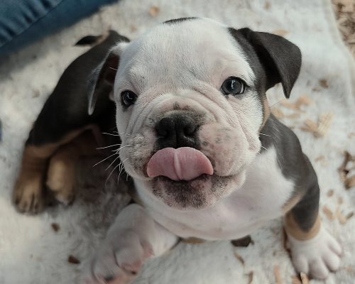BlackTriPupSmilePaw