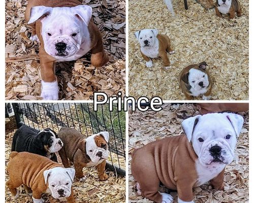 PrinceCollage8wks