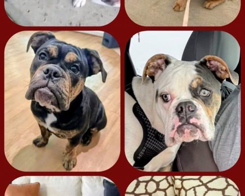 Some of our Bernice x Amos 1st Litter babies