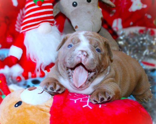 p2036VioletLaughingBaby