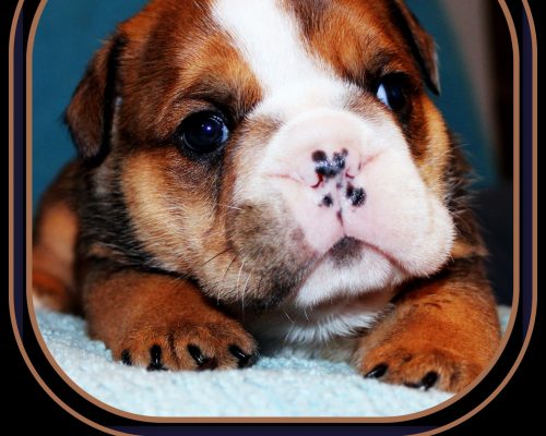 p2048Barneypup
