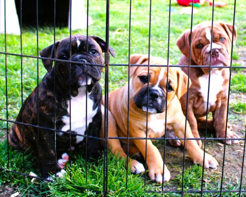 p2048PuppyPrison