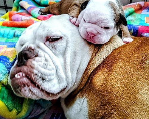 p2048RhodaFreedompup