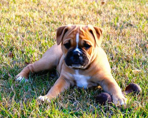 Olde English Bulldogge