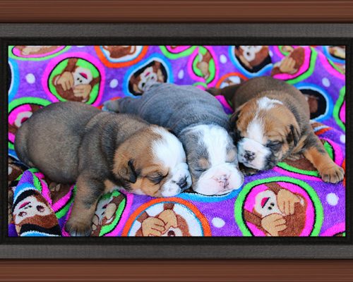 p2048SnugglePups