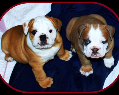 p2562chocPups