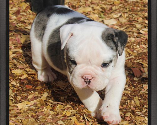 p3451Chubbs