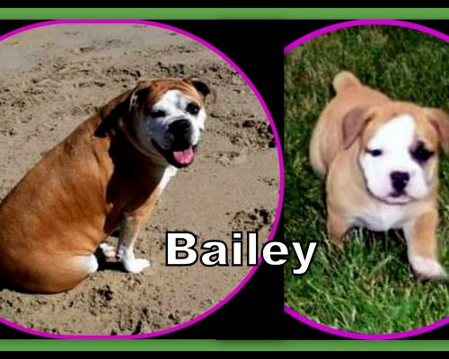 p3481Bailey